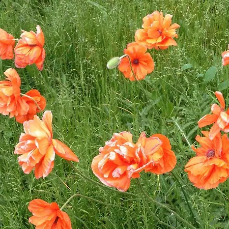 Affittacamere Gastehaus Sonnenstrand Monchgut Lobbe